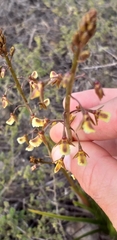 Eulophia bolusii