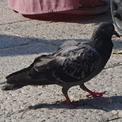 Columba livia domestica