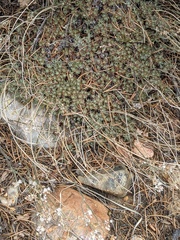 Eriogonum kennedyi austromontanum