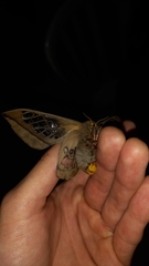 Neorcarnegia basirei
