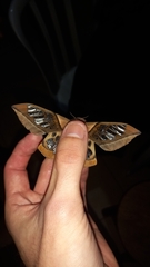 Neorcarnegia basirei
