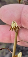 Eulophia bolusii