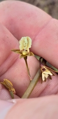 Eulophia bolusii