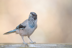 Black-Headed Jay photo 3