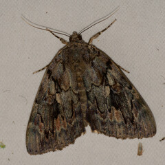 Catocala agrippina