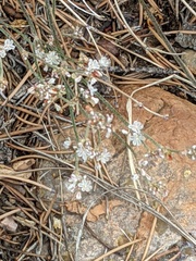 Eriogonum kennedyi austromontanum