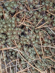 Eriogonum kennedyi austromontanum