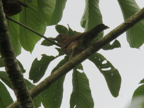Hauxwell's Thrush (Turdus hauxwelli), photo 6