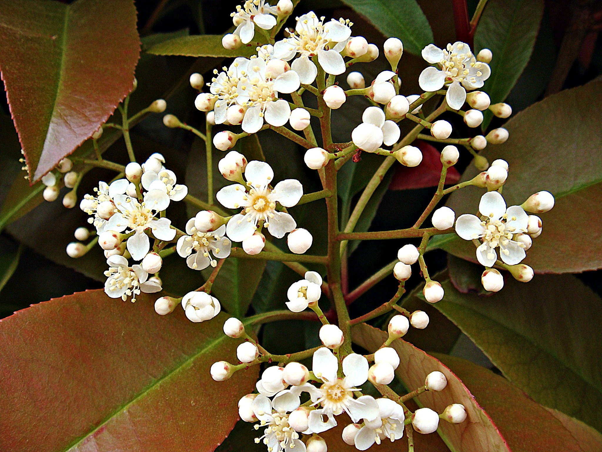 Red Tip Photinia (Hybrid Photinia  fraseri)  iNaturalist