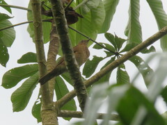 Turdus hauxwelli