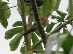 Turdus hauxwelli