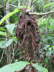 Hemitriccus iohannis