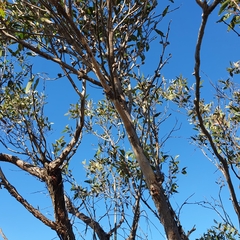 Eucalyptus capitellata