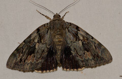 Catocala agrippina