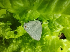 Strephonota tephraeus