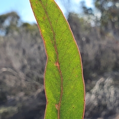 Eucalyptus capitellata
