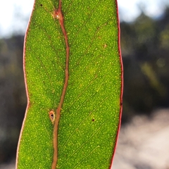Eucalyptus capitellata