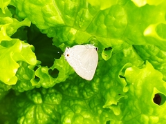 Strephonota tephraeus