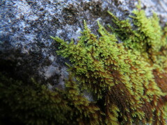 Campylophyllum halleri