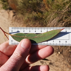 Eucalyptus capitellata