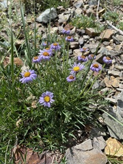 Erigeron pinnatisectus