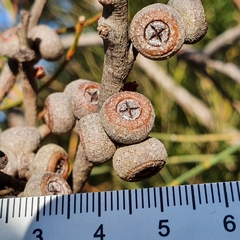 Eucalyptus capitellata