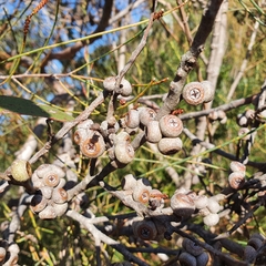 Eucalyptus capitellata