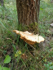 Fungi