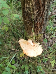 Fungi