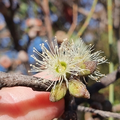 Eucalyptus capitellata