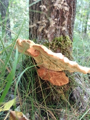 Fungi