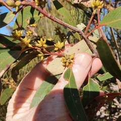 Eucalyptus capitellata