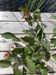 Viburnum opulus americanum