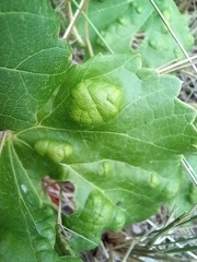 Colomerus vitis