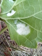 Colomerus vitis