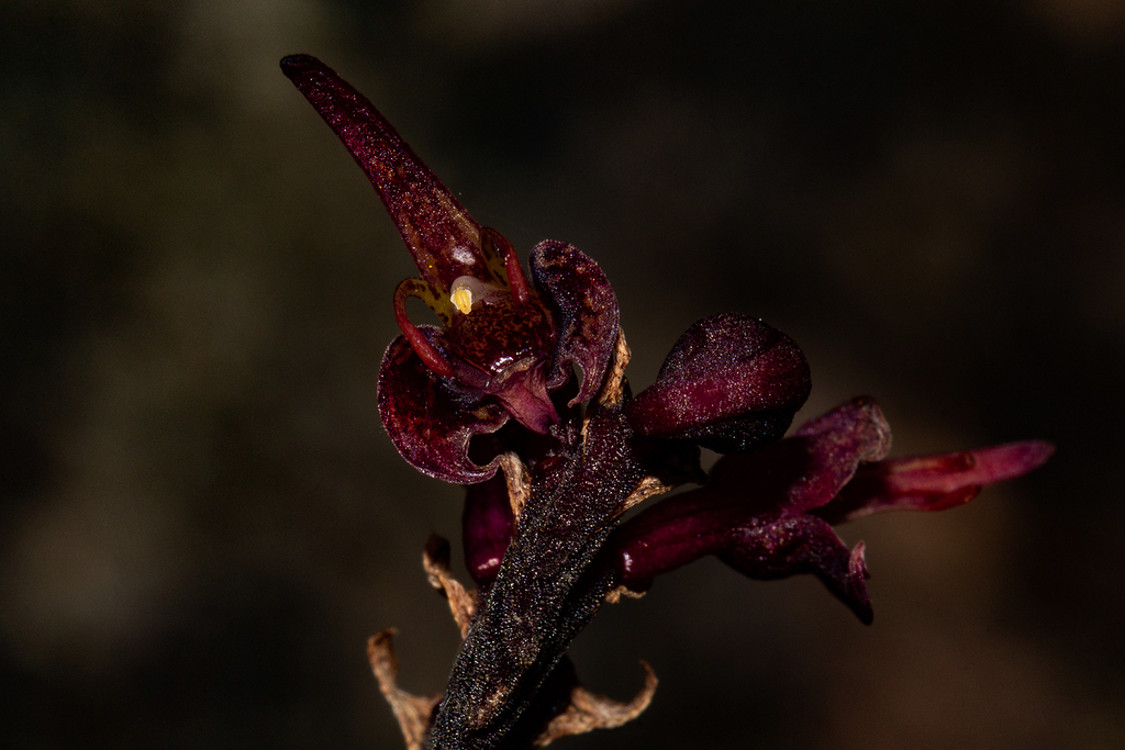 Bulbophyllum sandersonii (Hook.f.) Rchb.f.