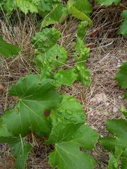 Colomerus vitis
