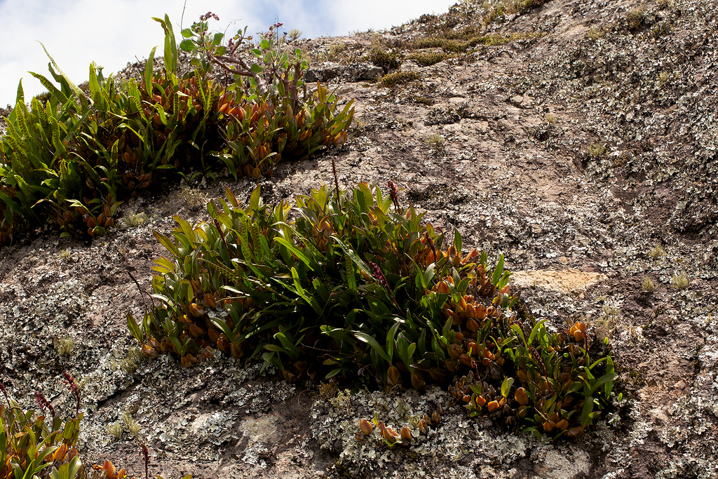 Bulbophyllum sandersonii (Hook.f.) Rchb.f. 3