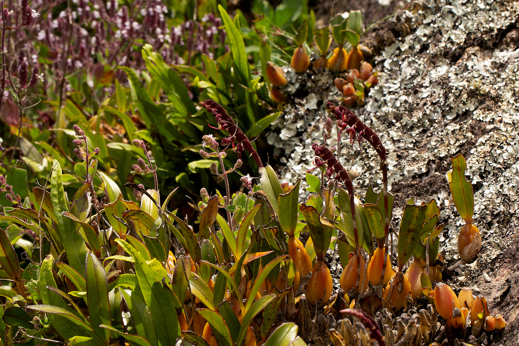 Bulbophyllum sandersonii (Hook.f.) Rchb.f. 4