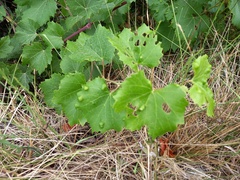 Colomerus vitis