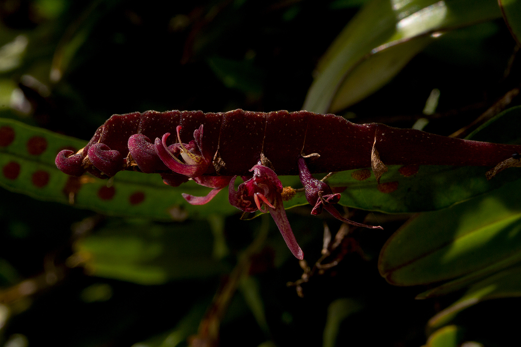Bulbophyllum sandersonii (Hook.f.) Rchb.f. 2