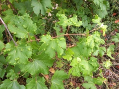 Colomerus vitis