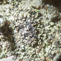 Cladonia macilenta macilenta