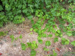 Colomerus vitis