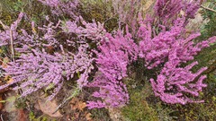 Erica glabra