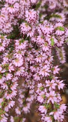 Erica glabra