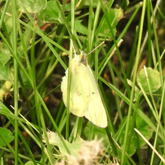 Colias christina