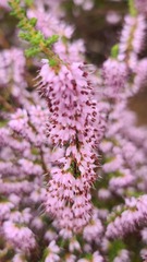Erica glabra