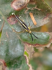 Dictyopsocus pennicornis