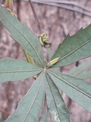 Bucephalogonia xanthophis